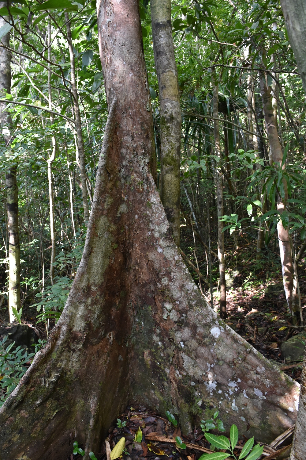 Mayotte