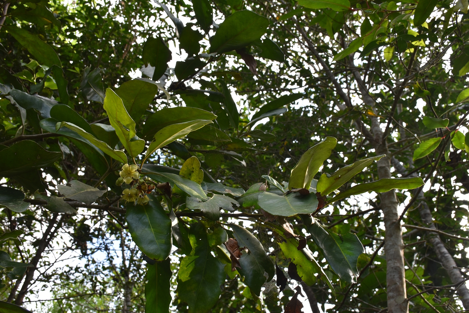 Mayotte