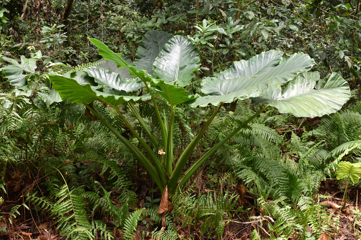 Mayotte