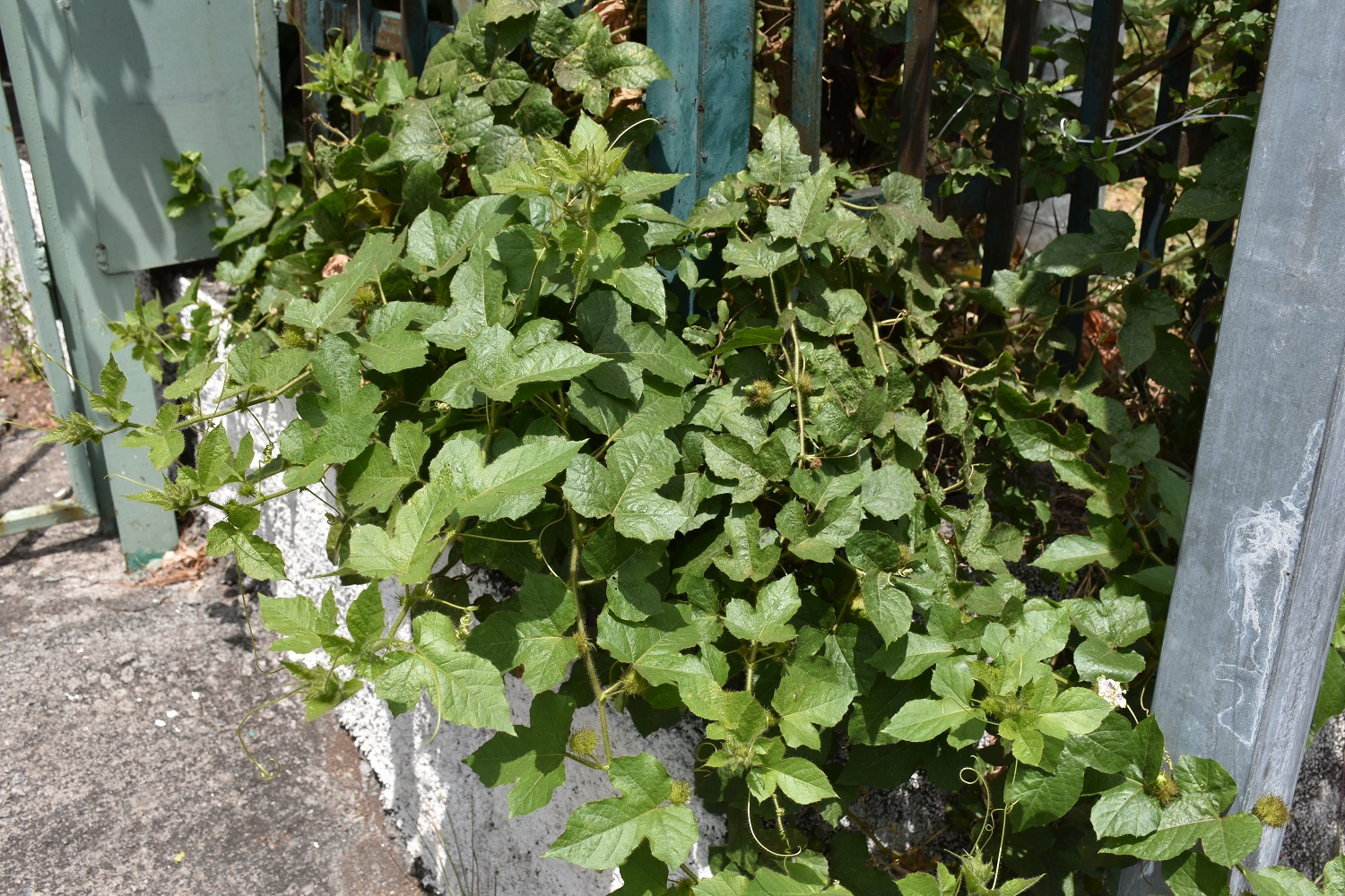 Mayotte