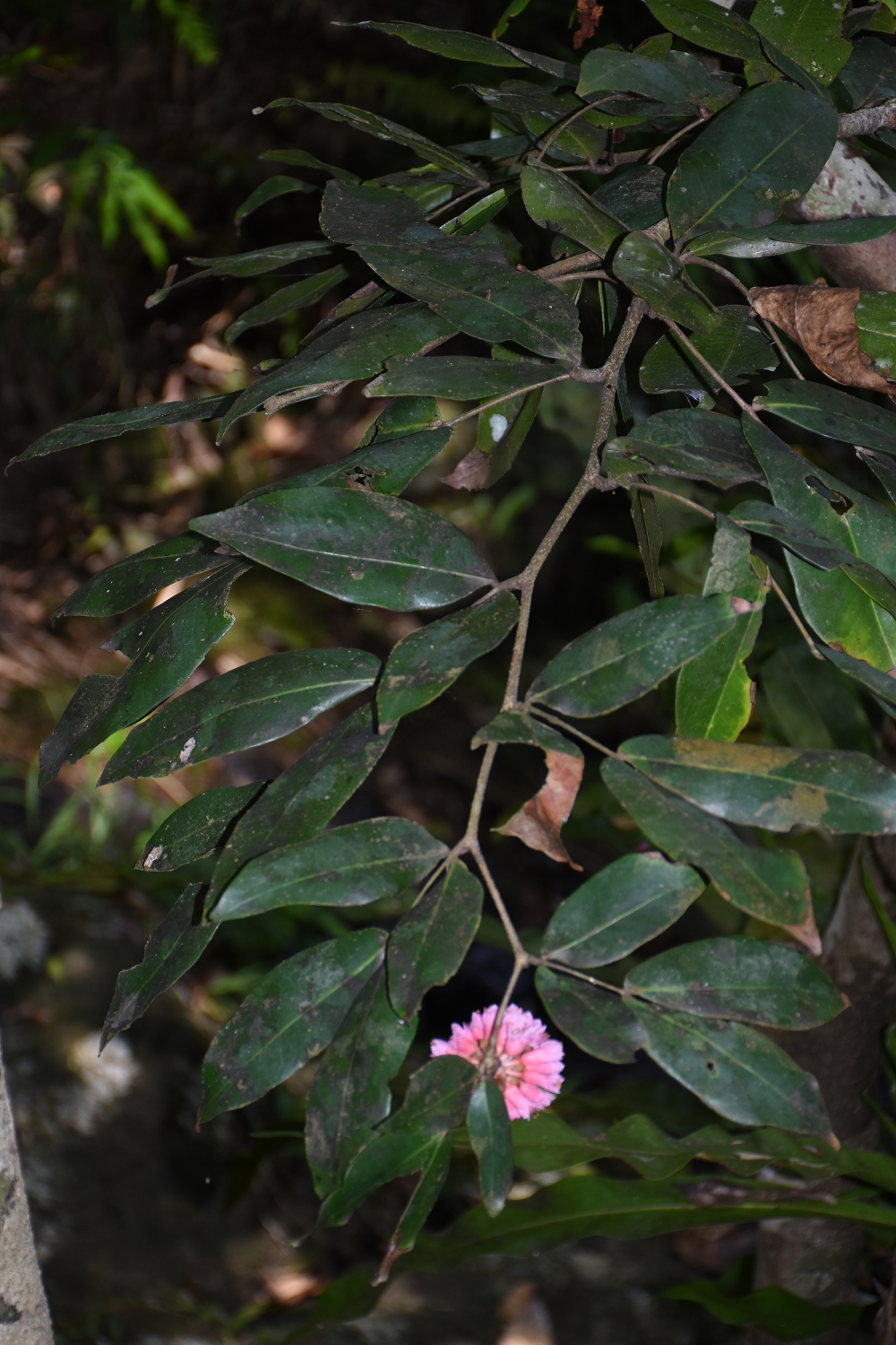 Mayotte