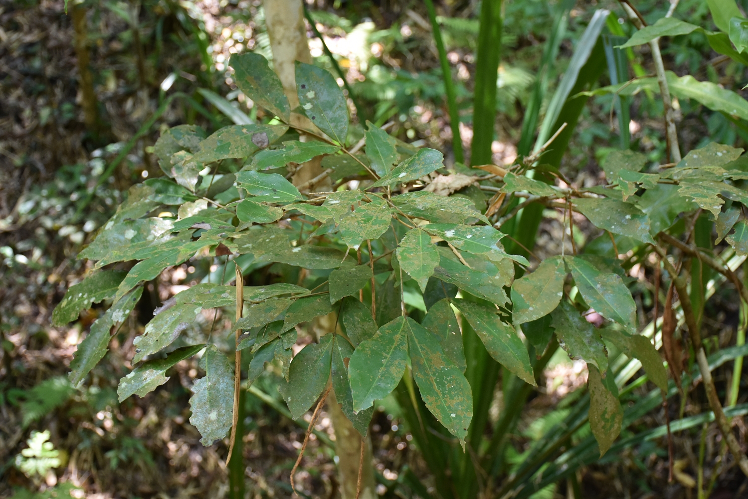 Mayotte