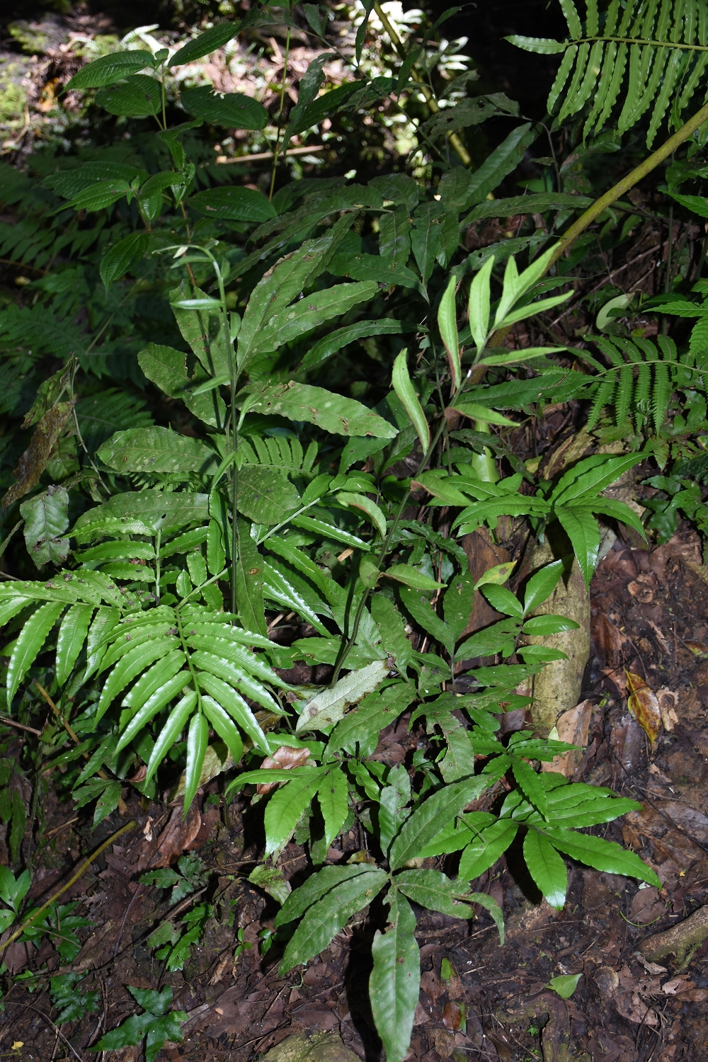 Mayotte