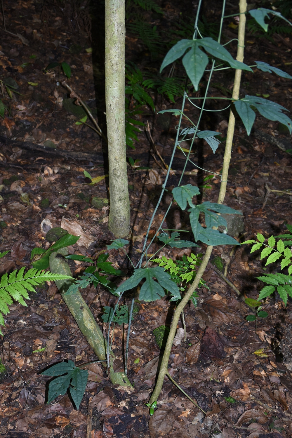 Mayotte