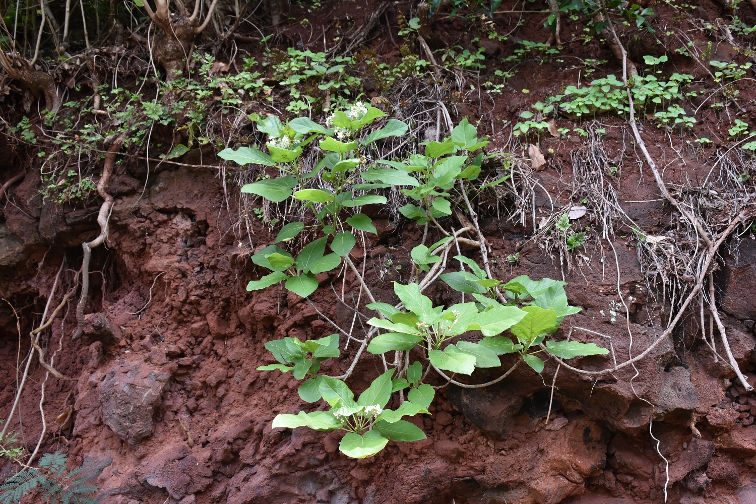 Mayotte