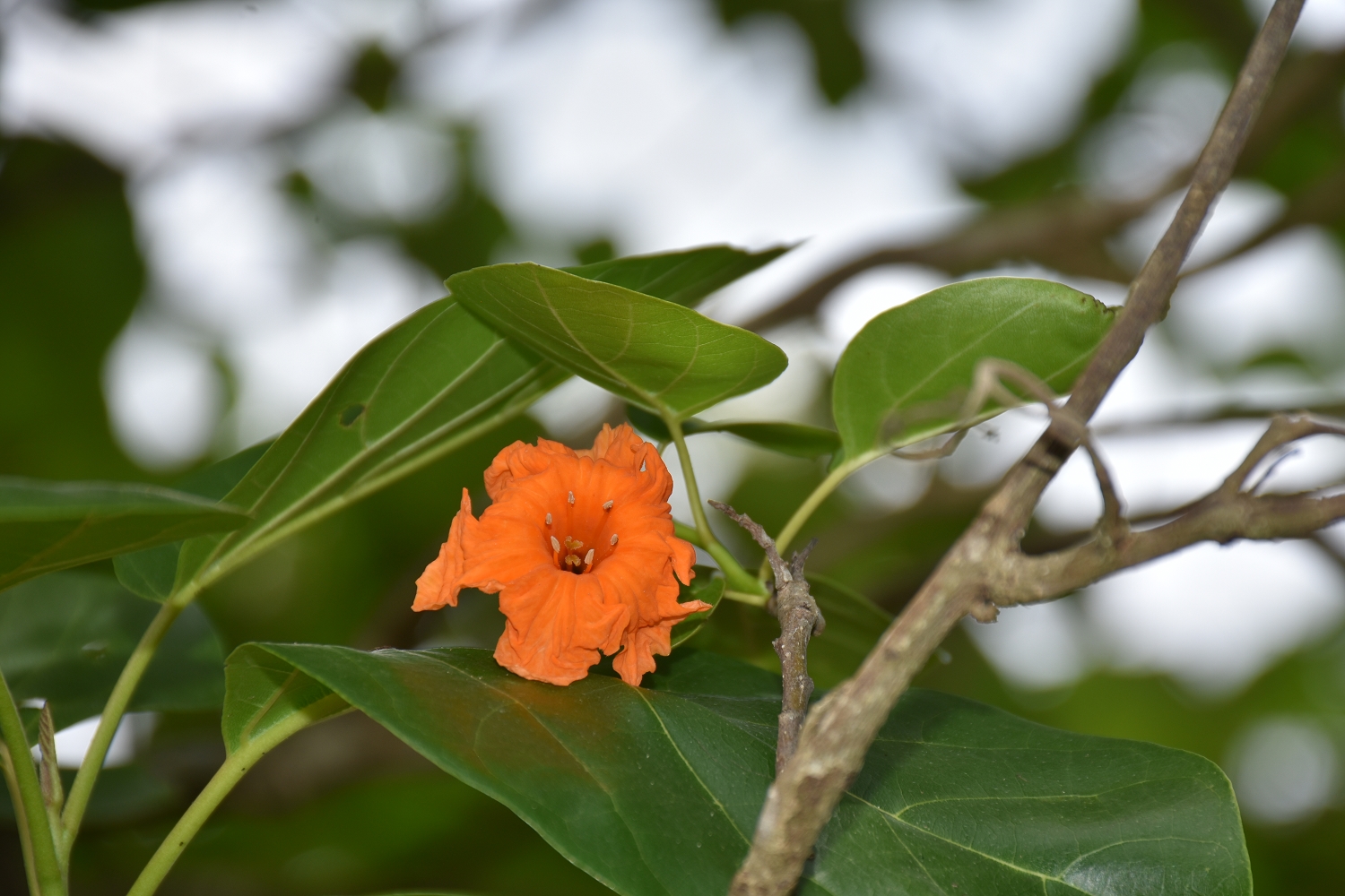 Mayotte