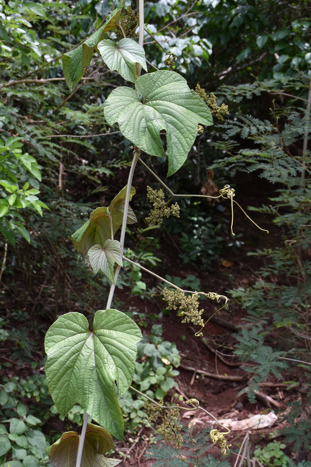 Mayotte