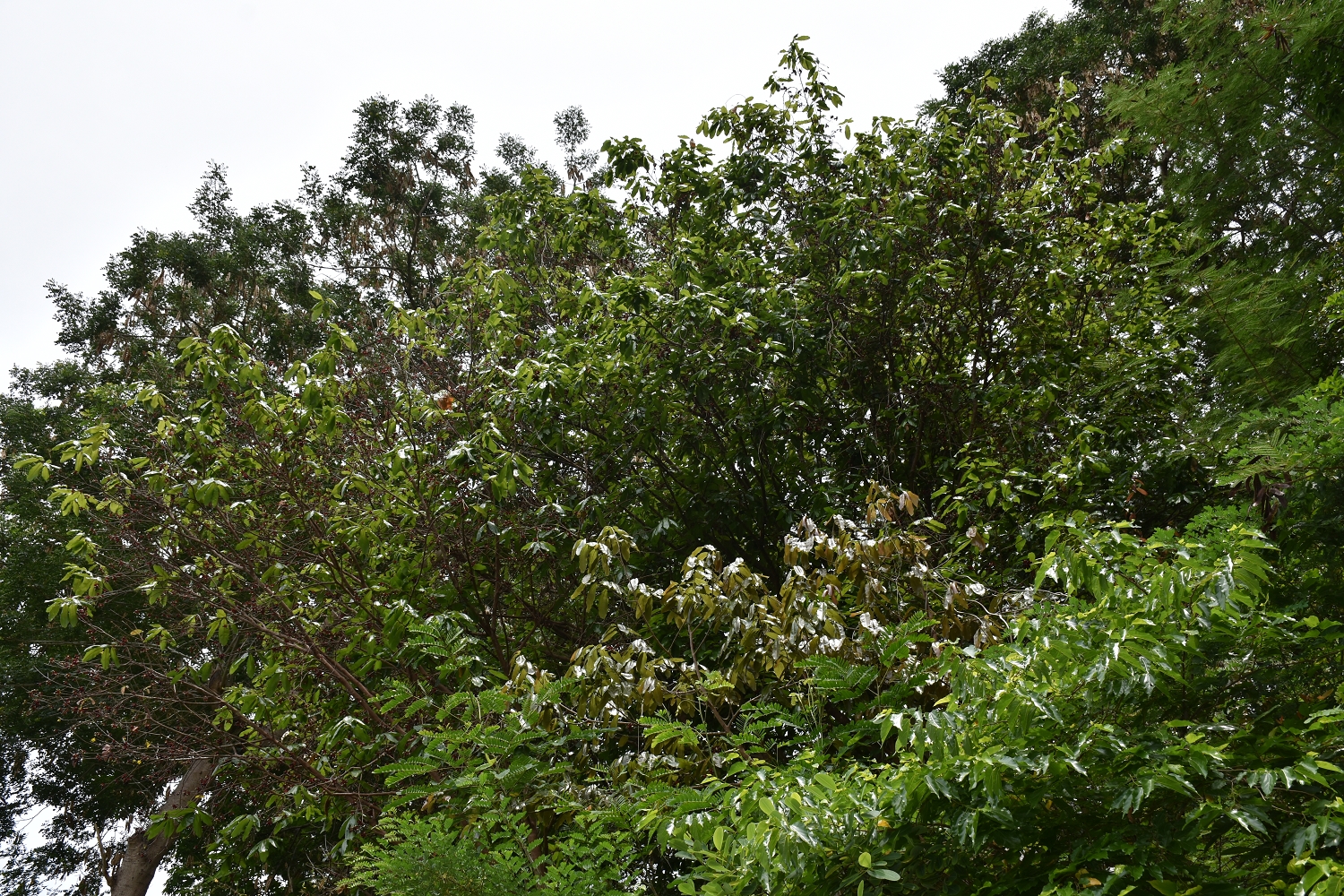 Mayotte