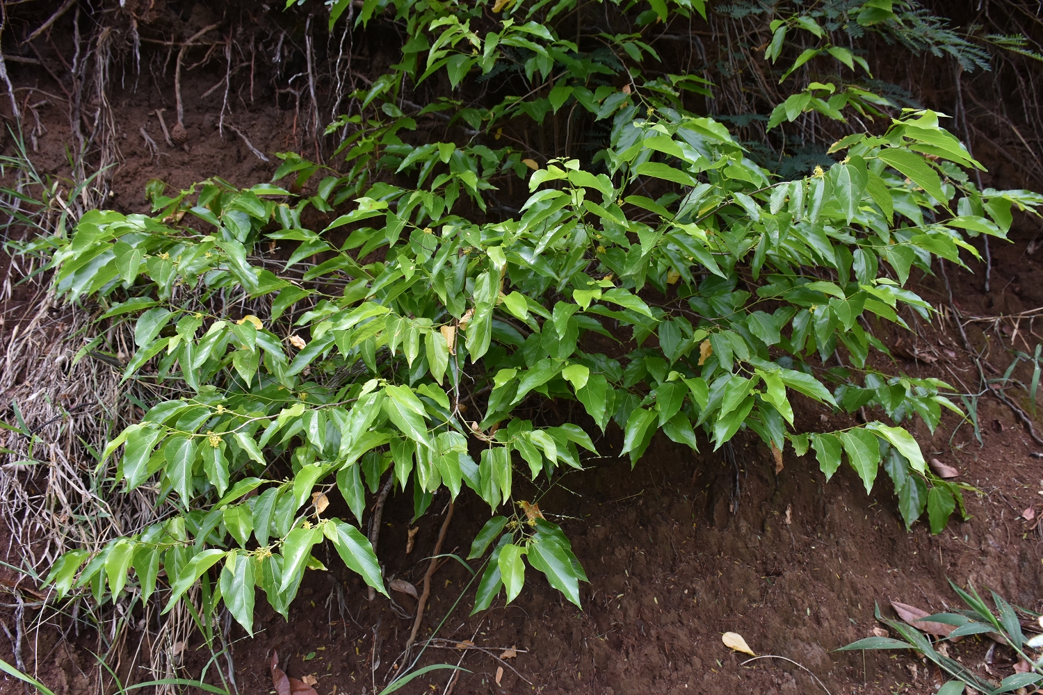 Mayotte