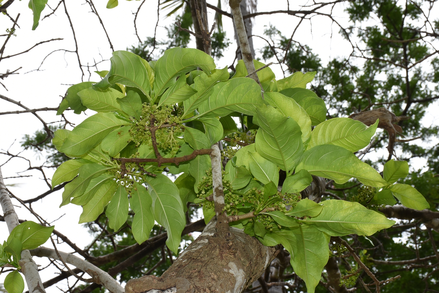 Mayotte