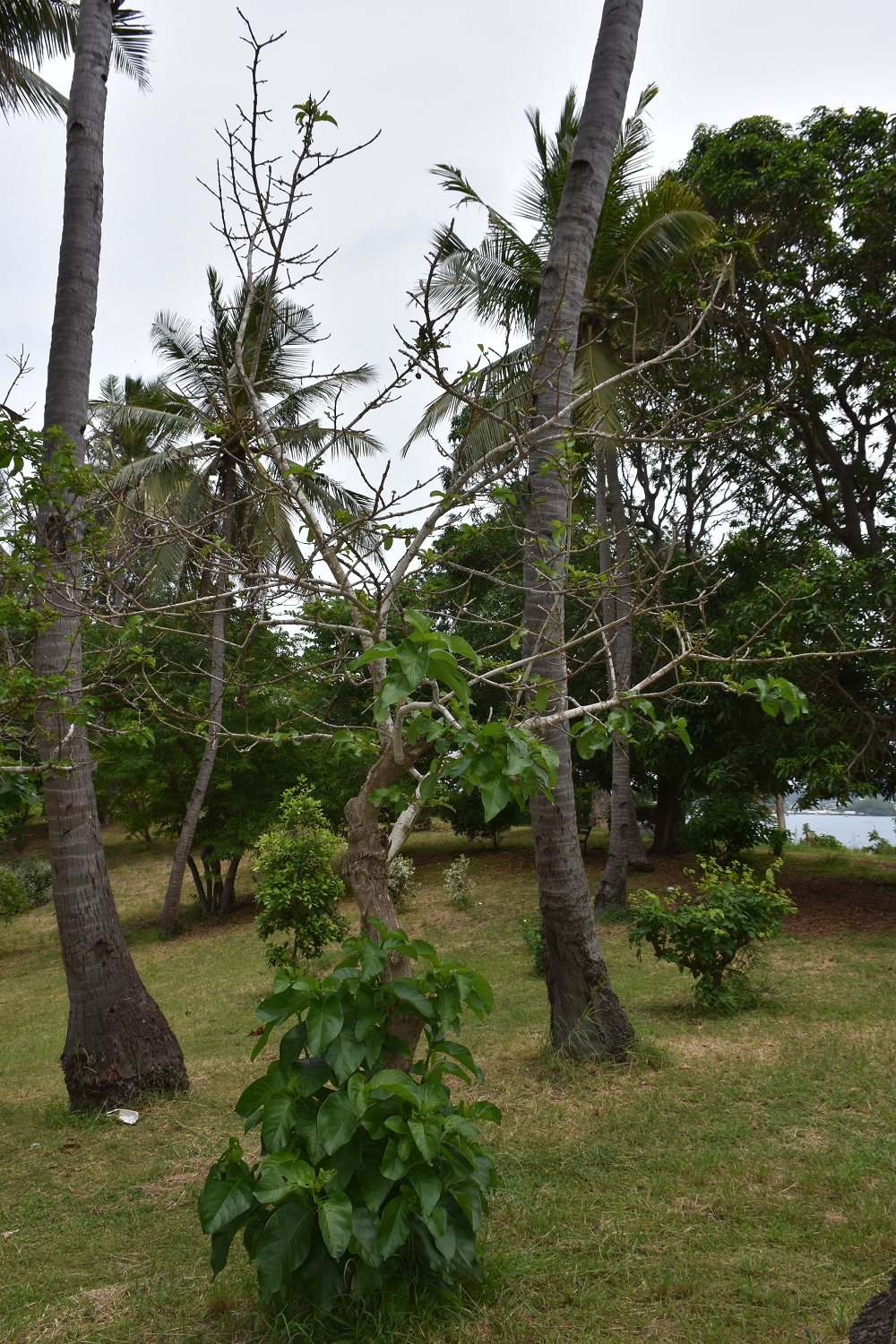 Mayotte