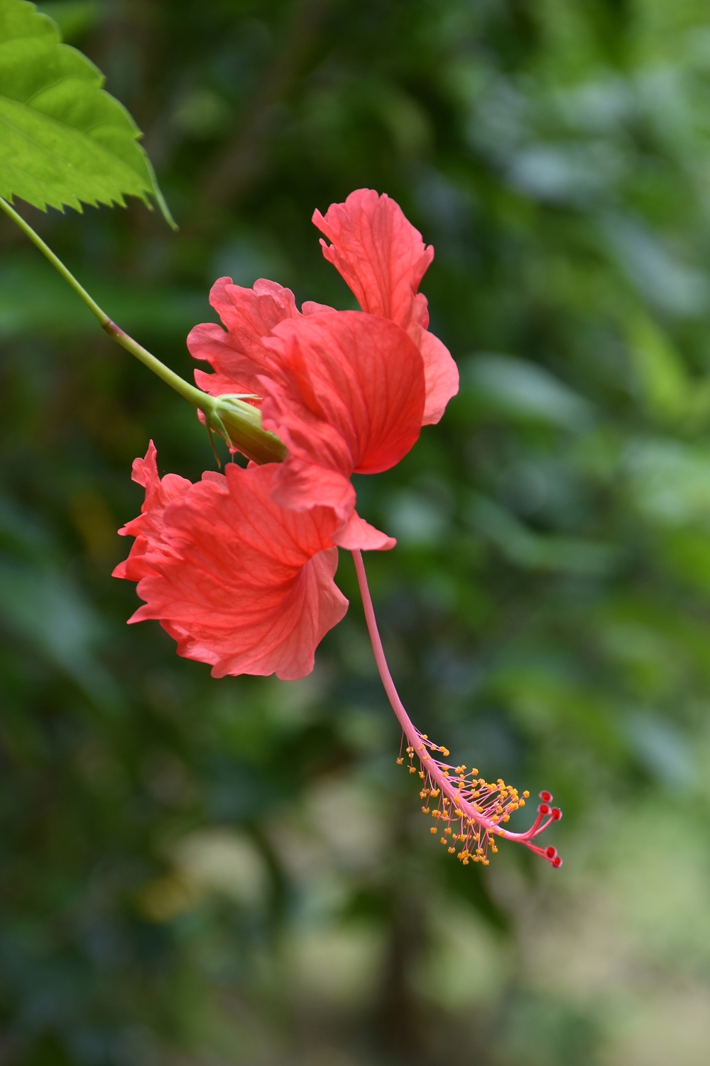 Mayotte