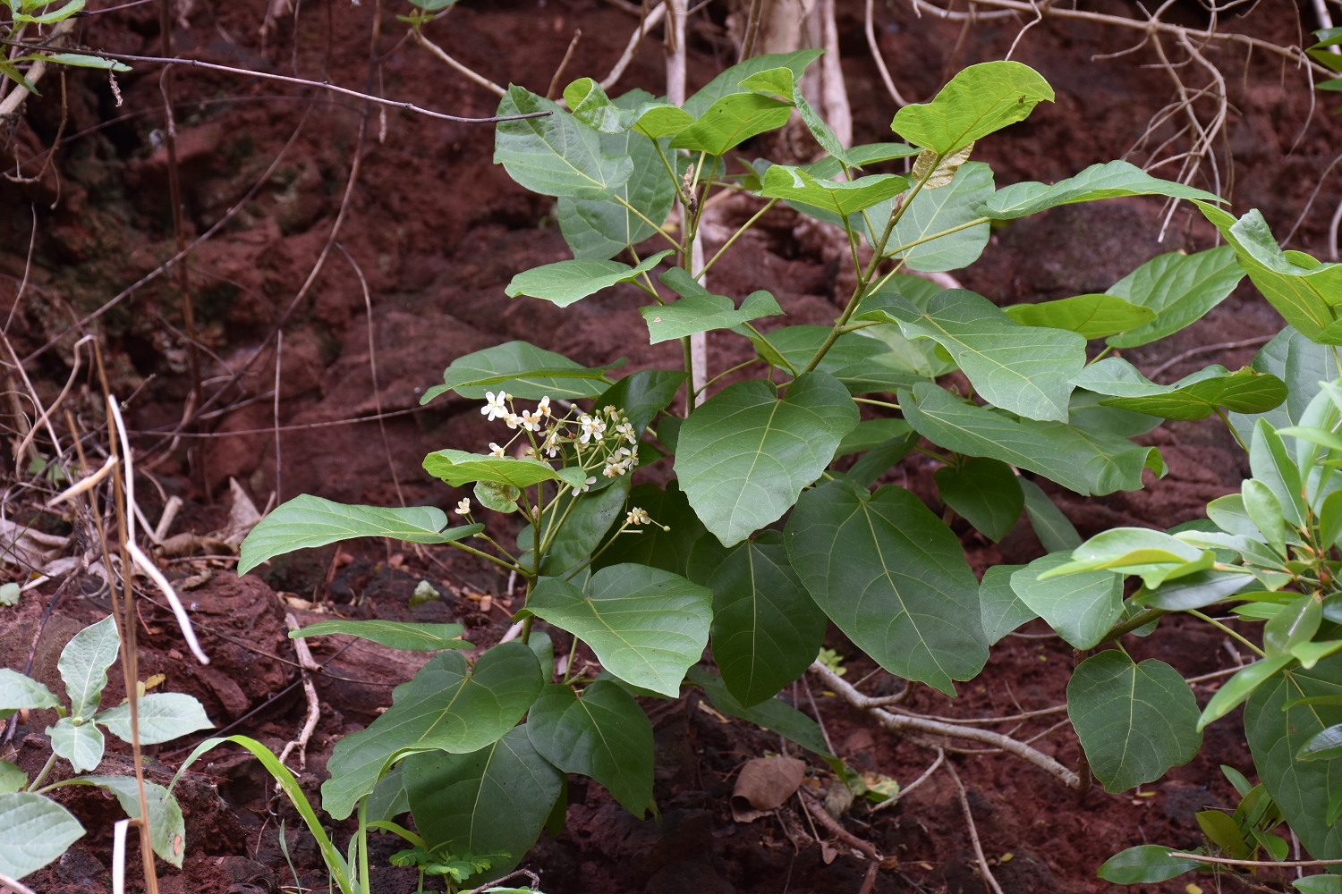 Mayotte