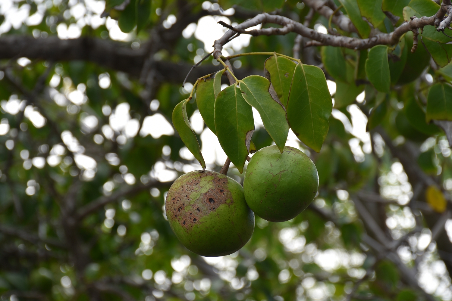 Mayotte