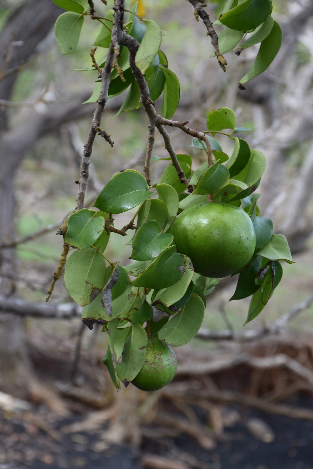 Mayotte