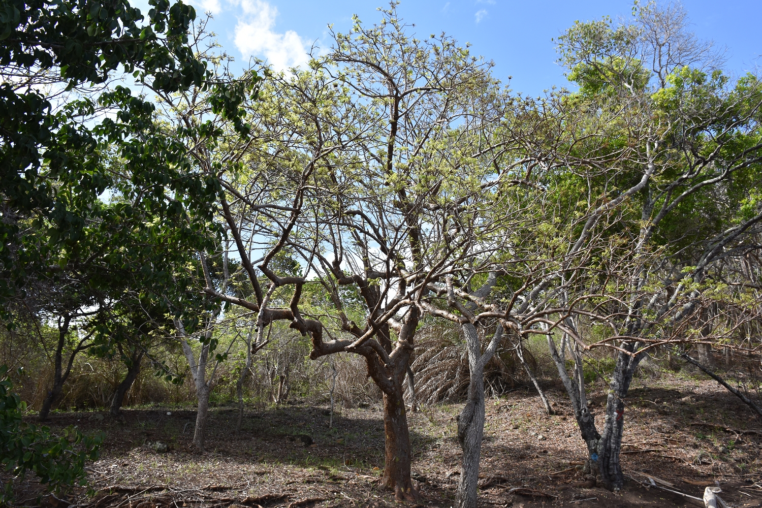 Mayotte