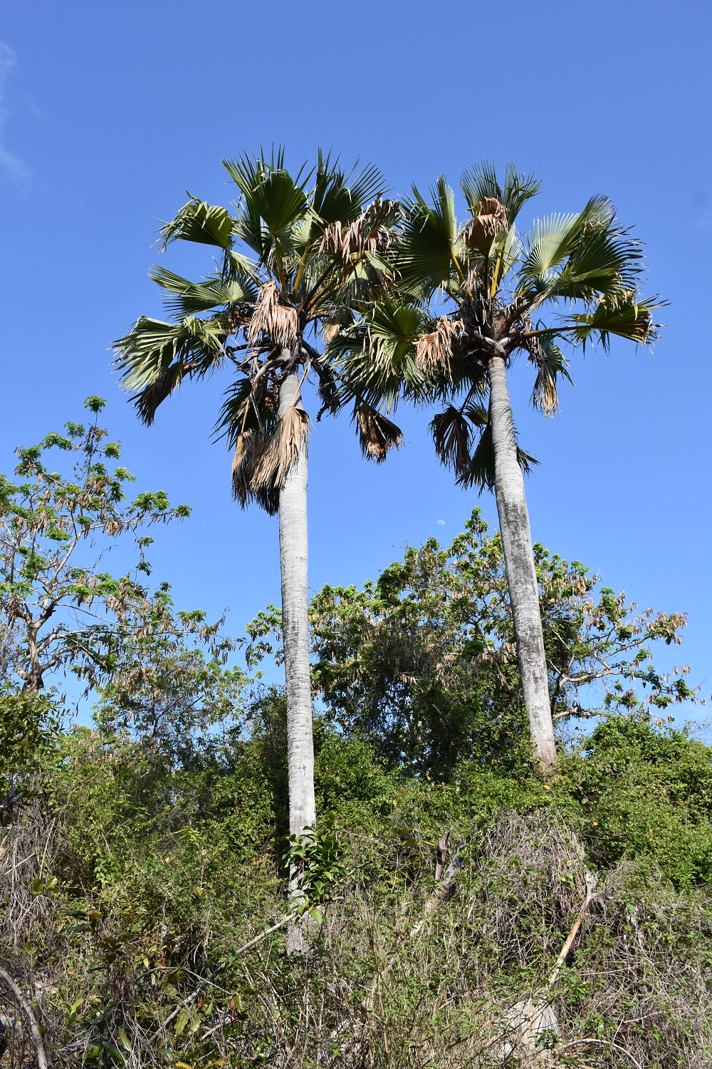 Mayotte