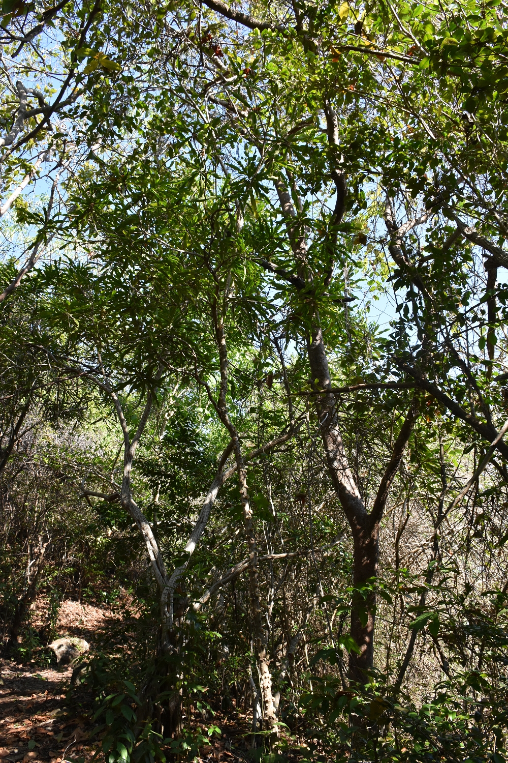 Mayotte