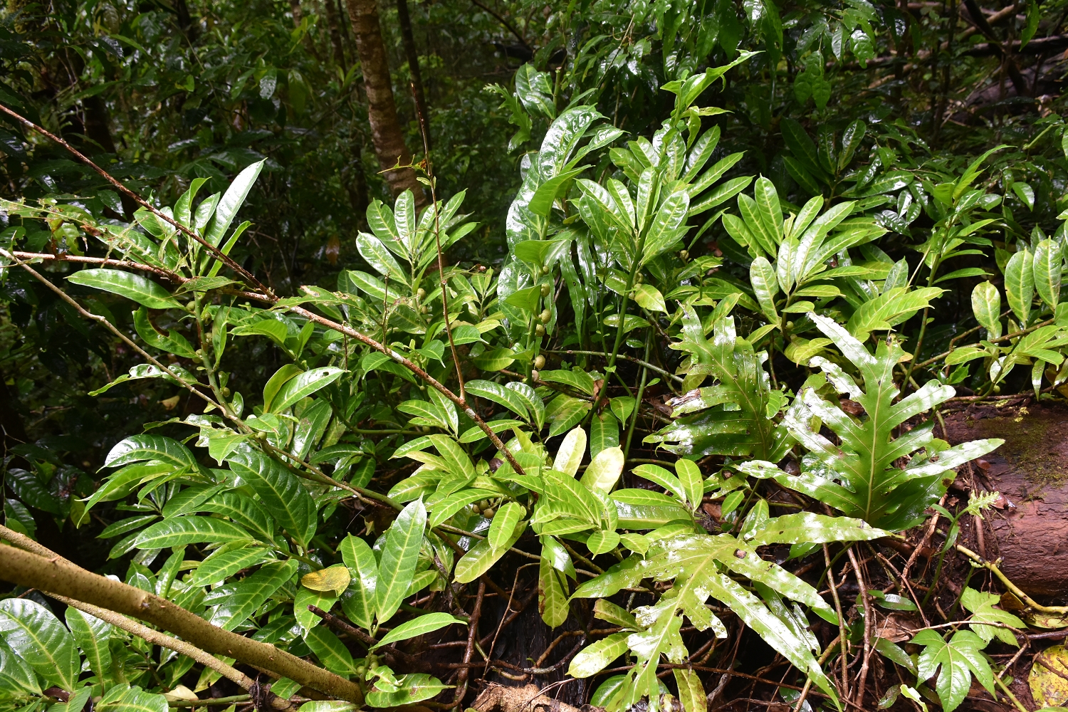 Mayotte