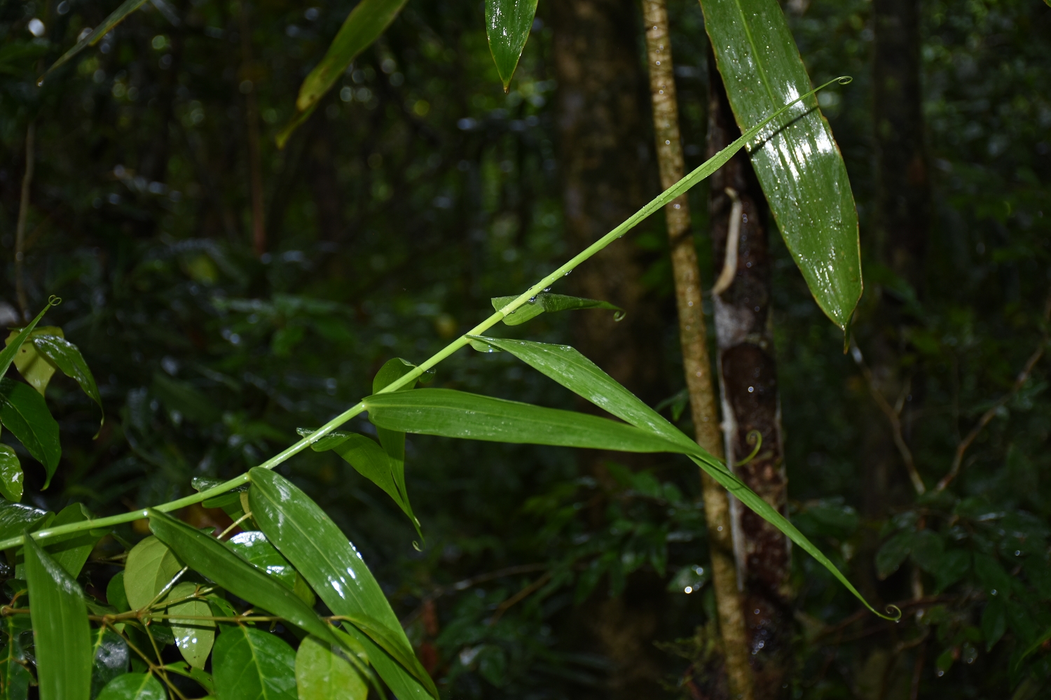 Mayotte