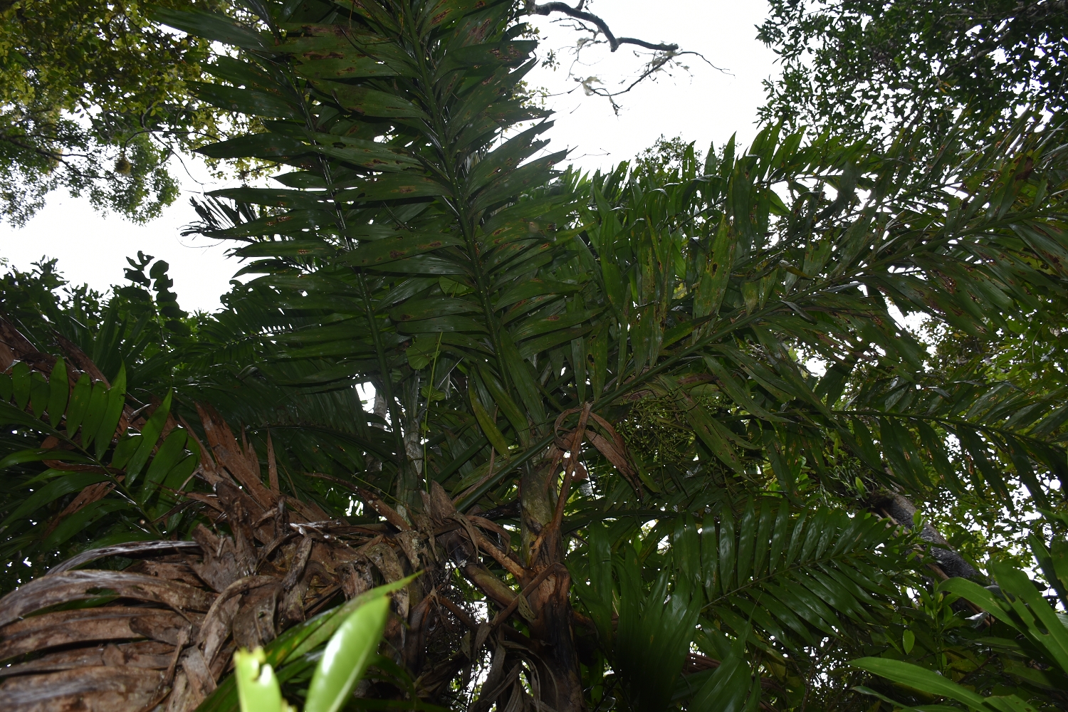 Mayotte