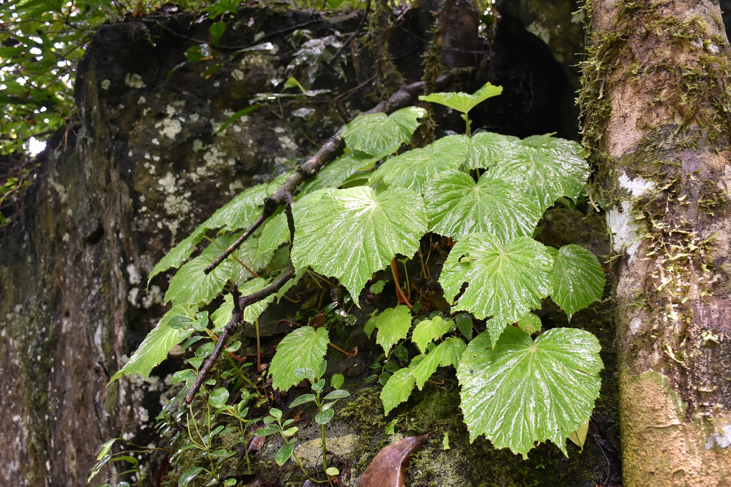 Mayotte