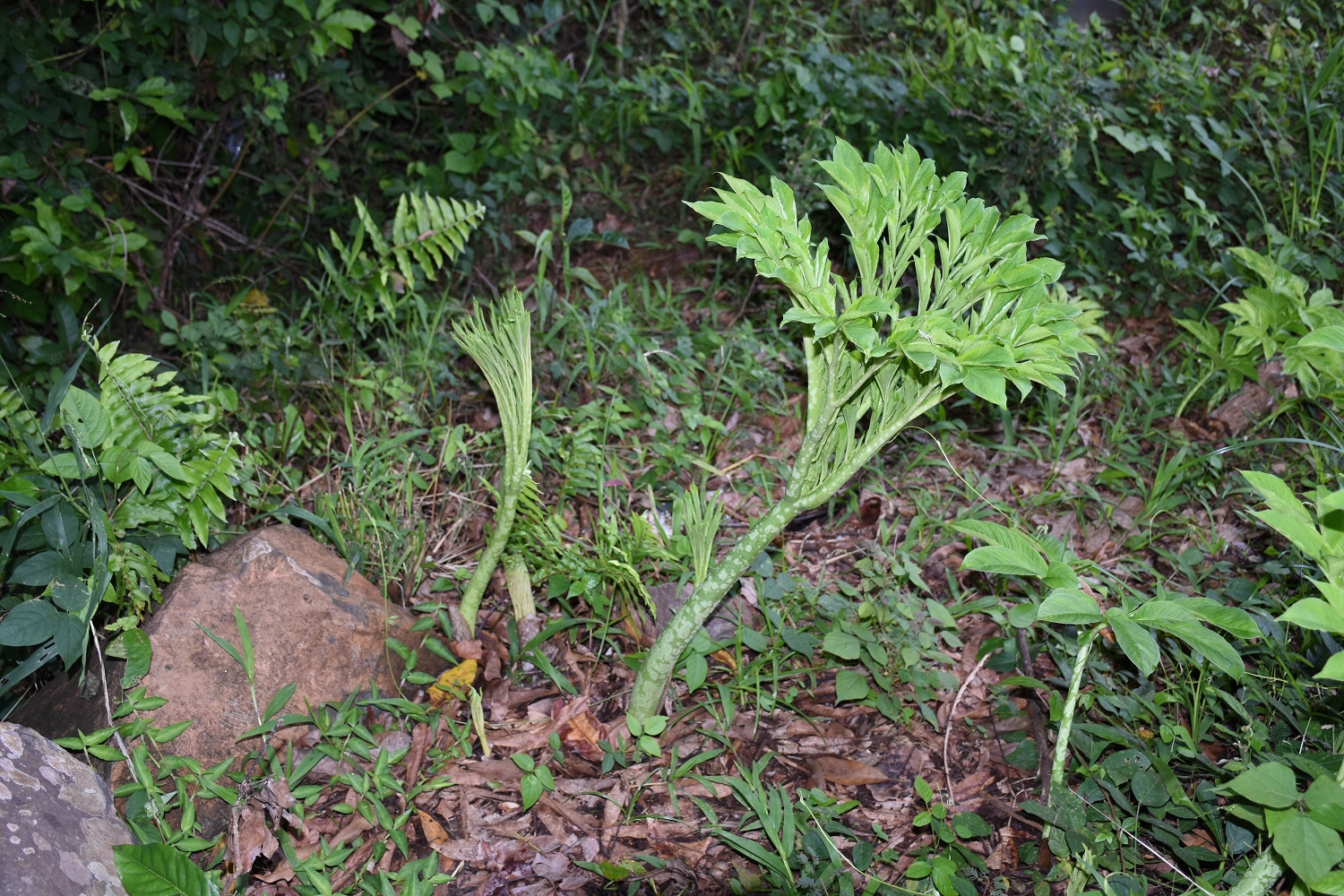 Mayotte