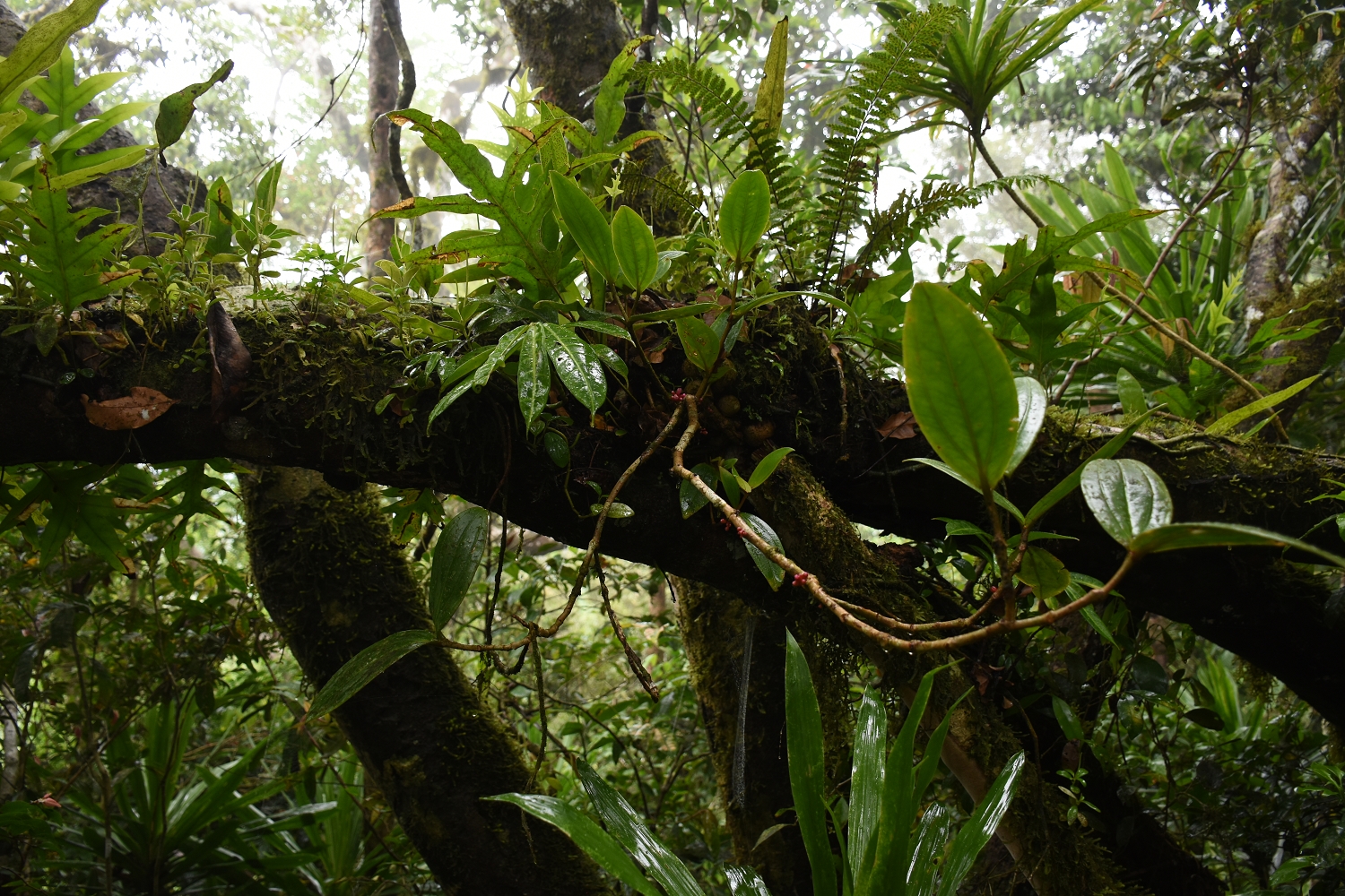 Mayotte