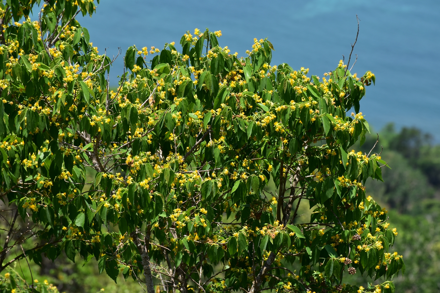 Mayotte