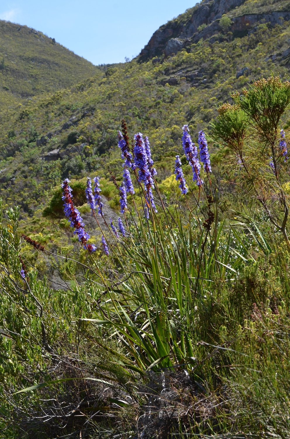 Afrique du Sud