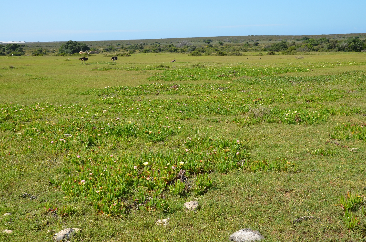 Afrique du Sud