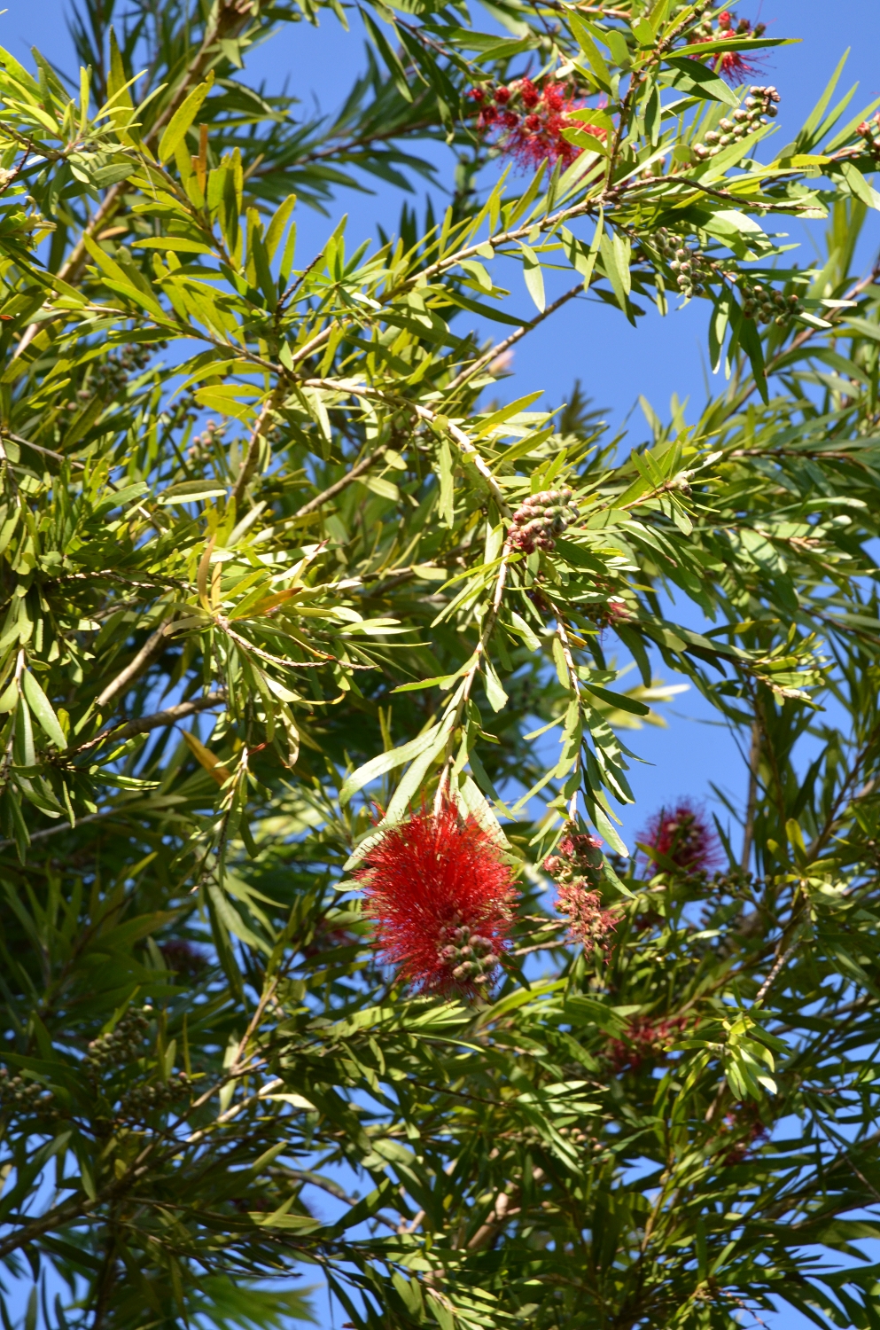 Afrique du Sud