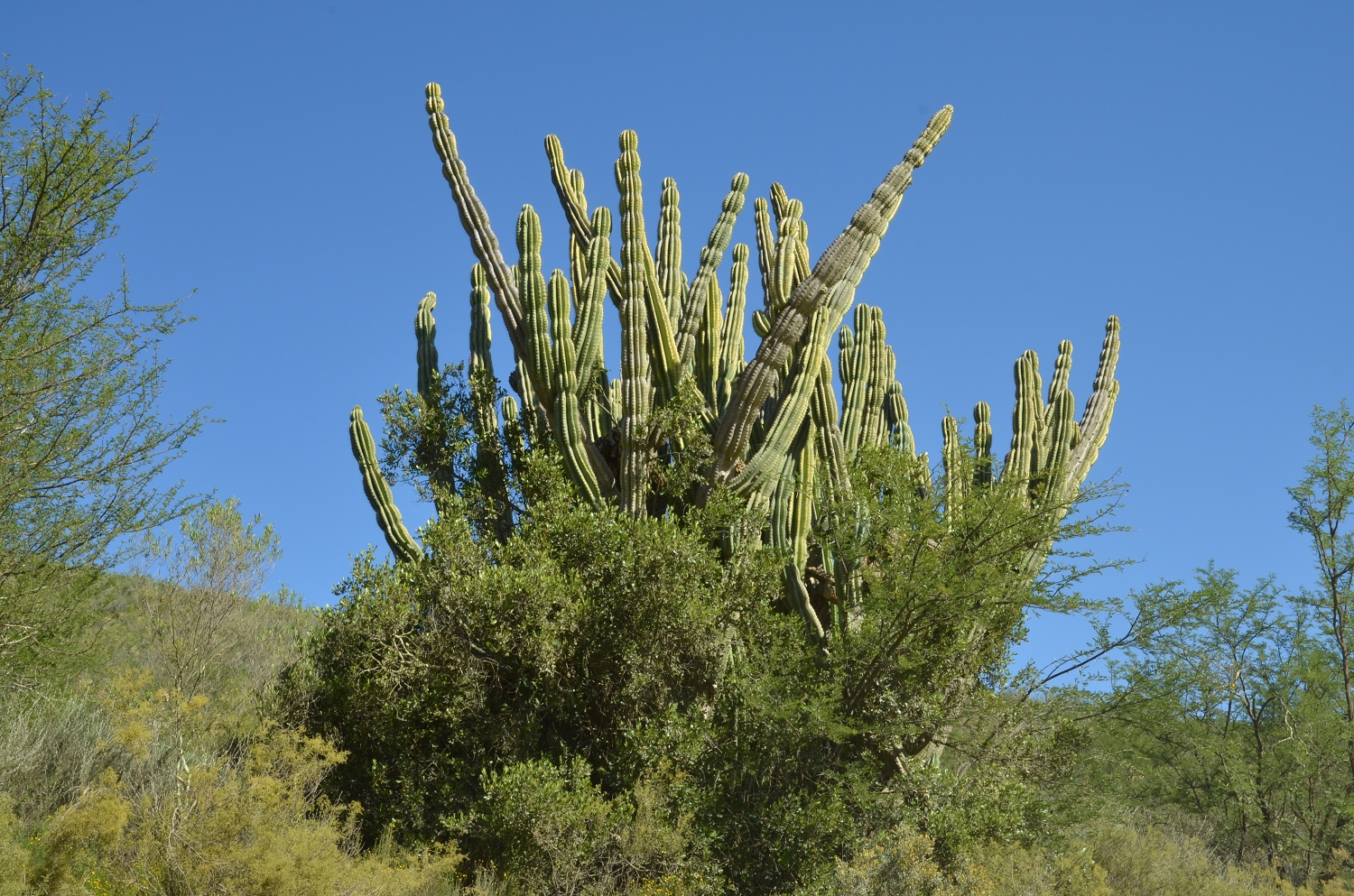 Afrique du Sud