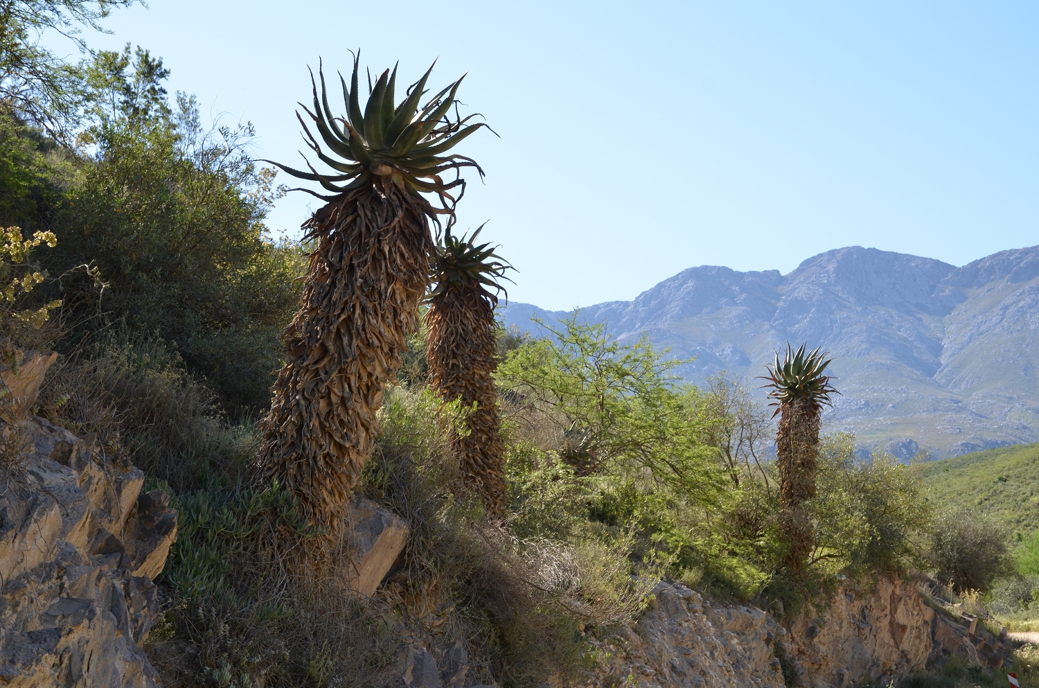 Afrique du Sud