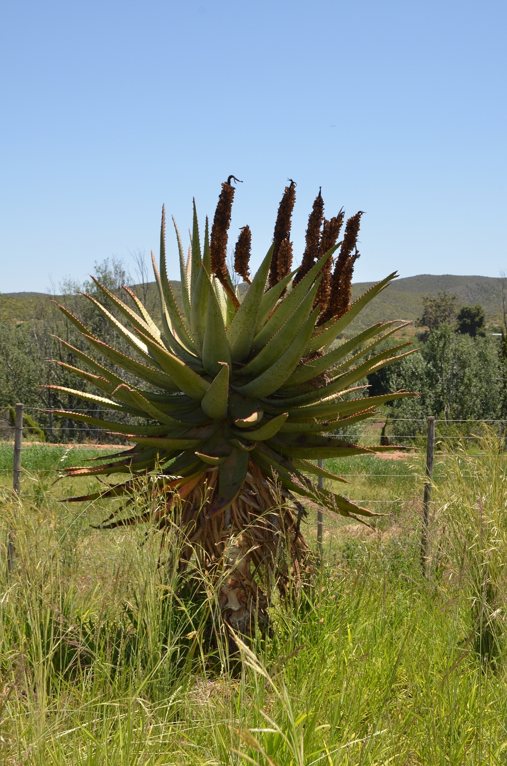 Afrique du Sud