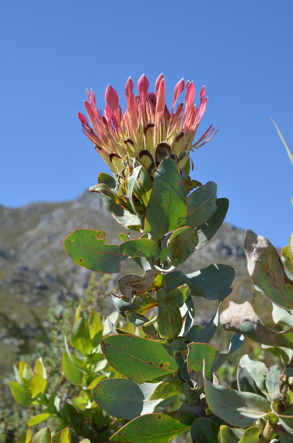 Afrique du Sud