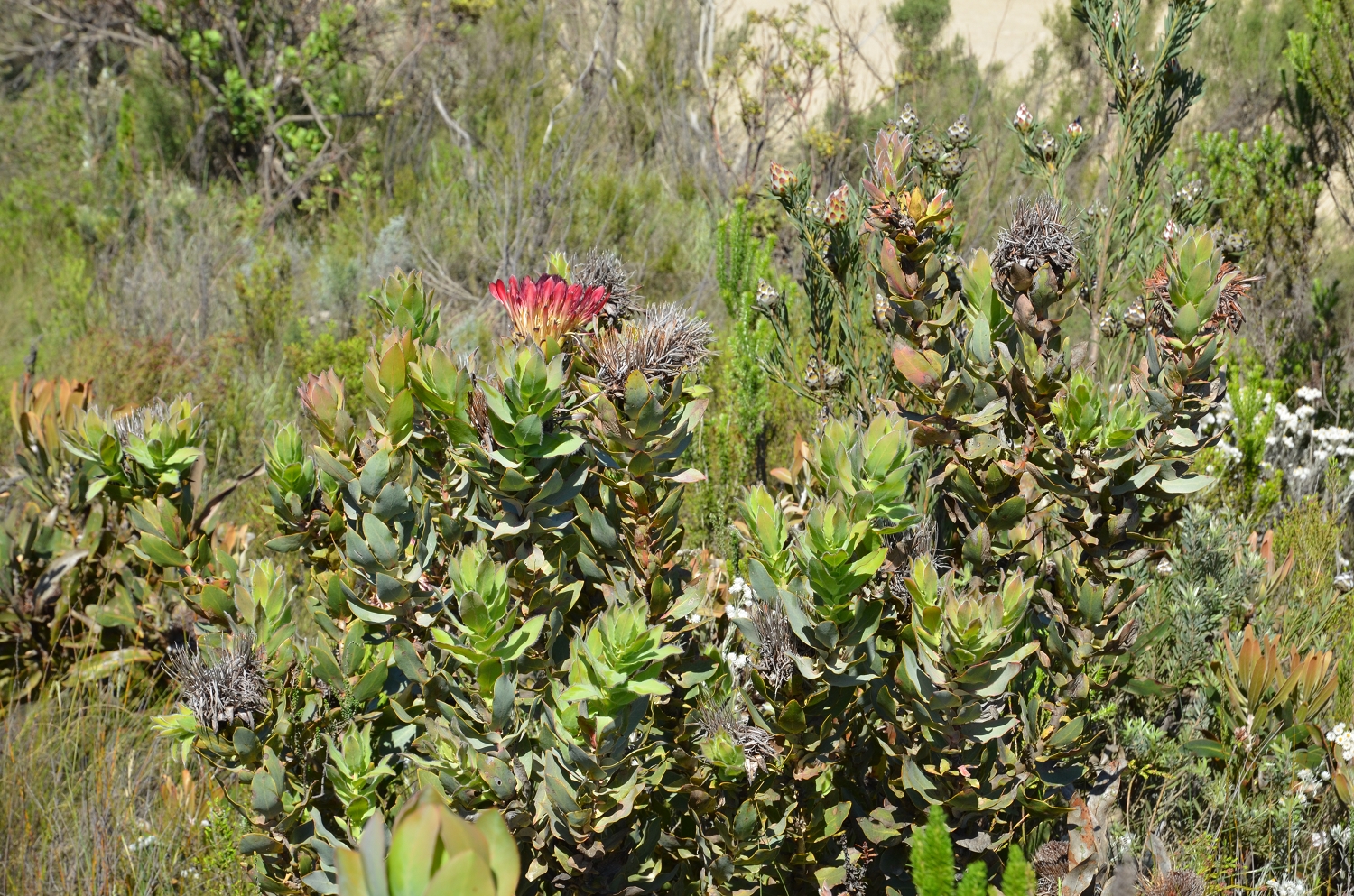 Afrique du Sud