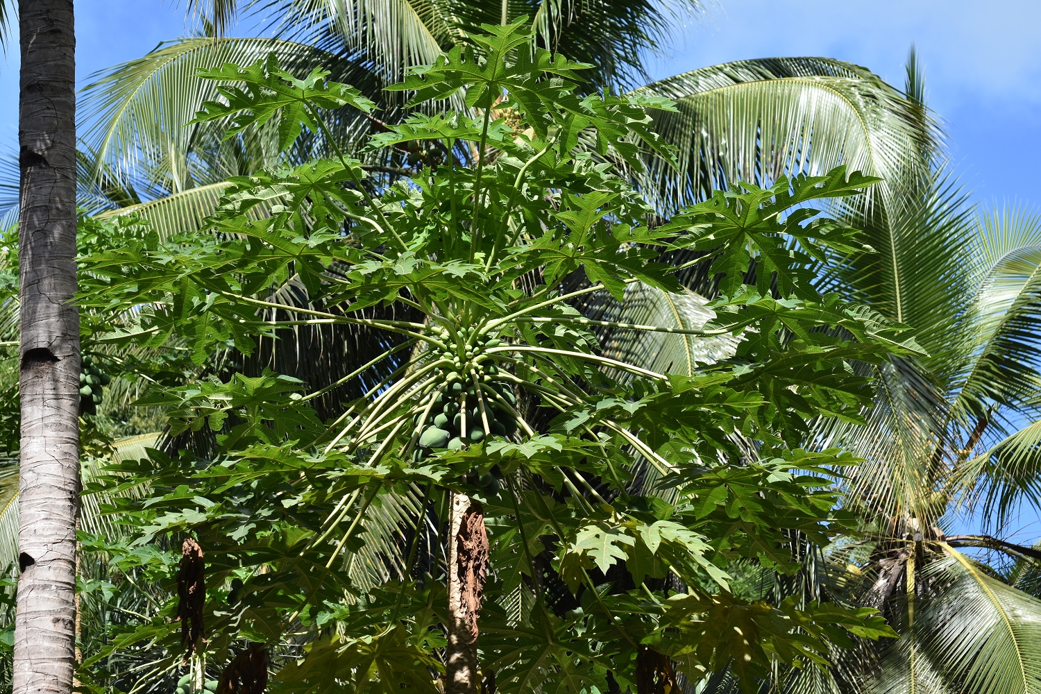 Mayotte