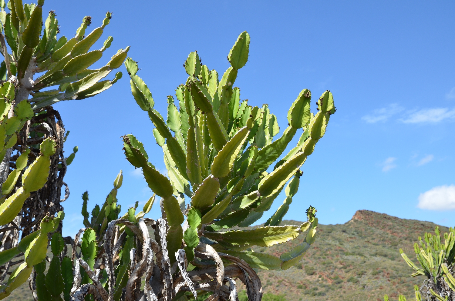 Afrique du Sud