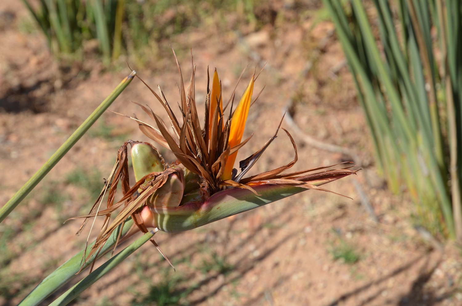 Afrique du Sud