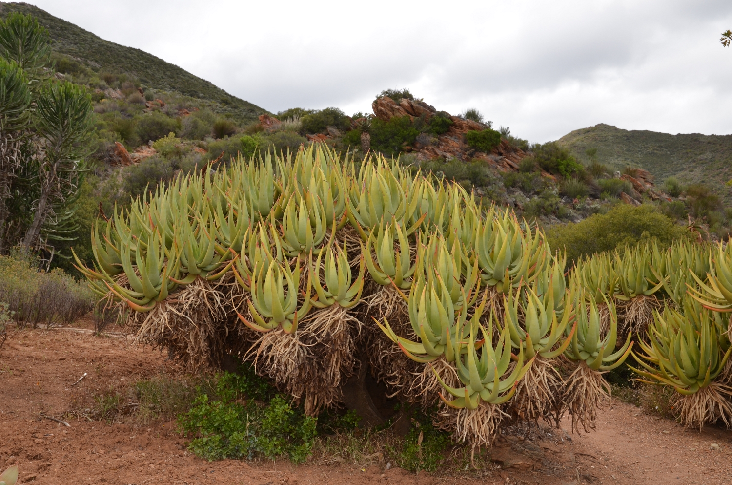 Afrique du Sud