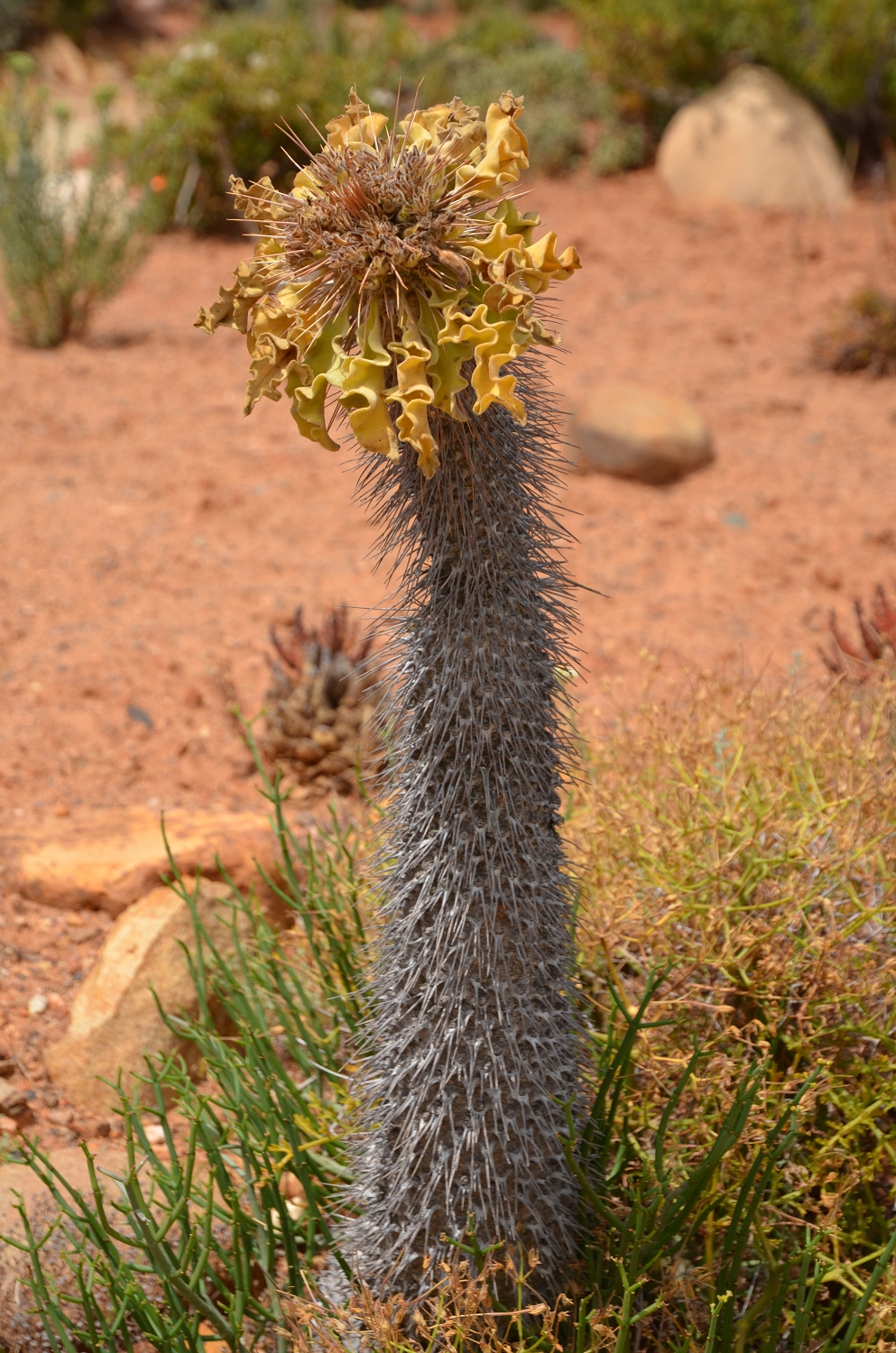 Afrique du Sud