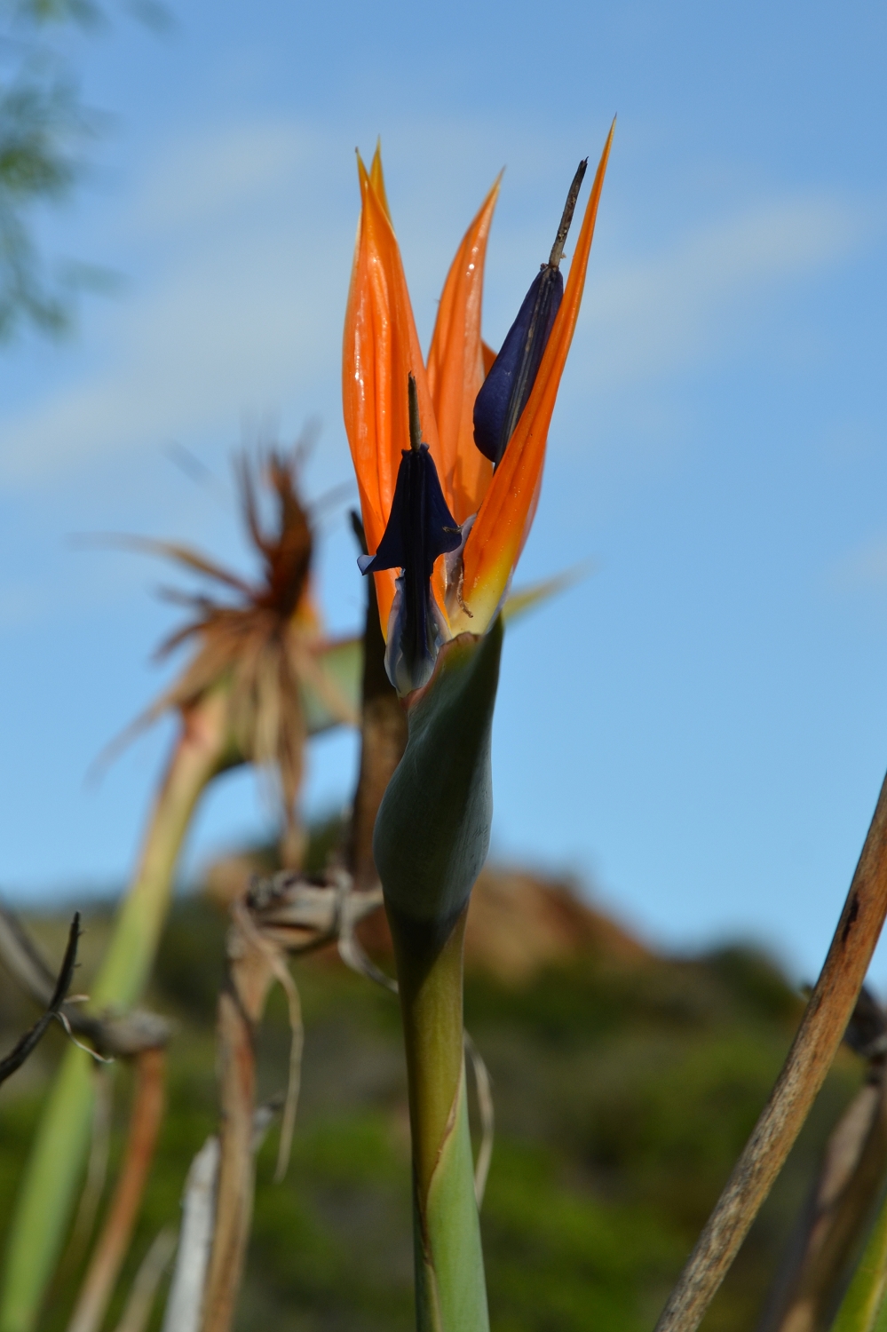 Afrique du Sud