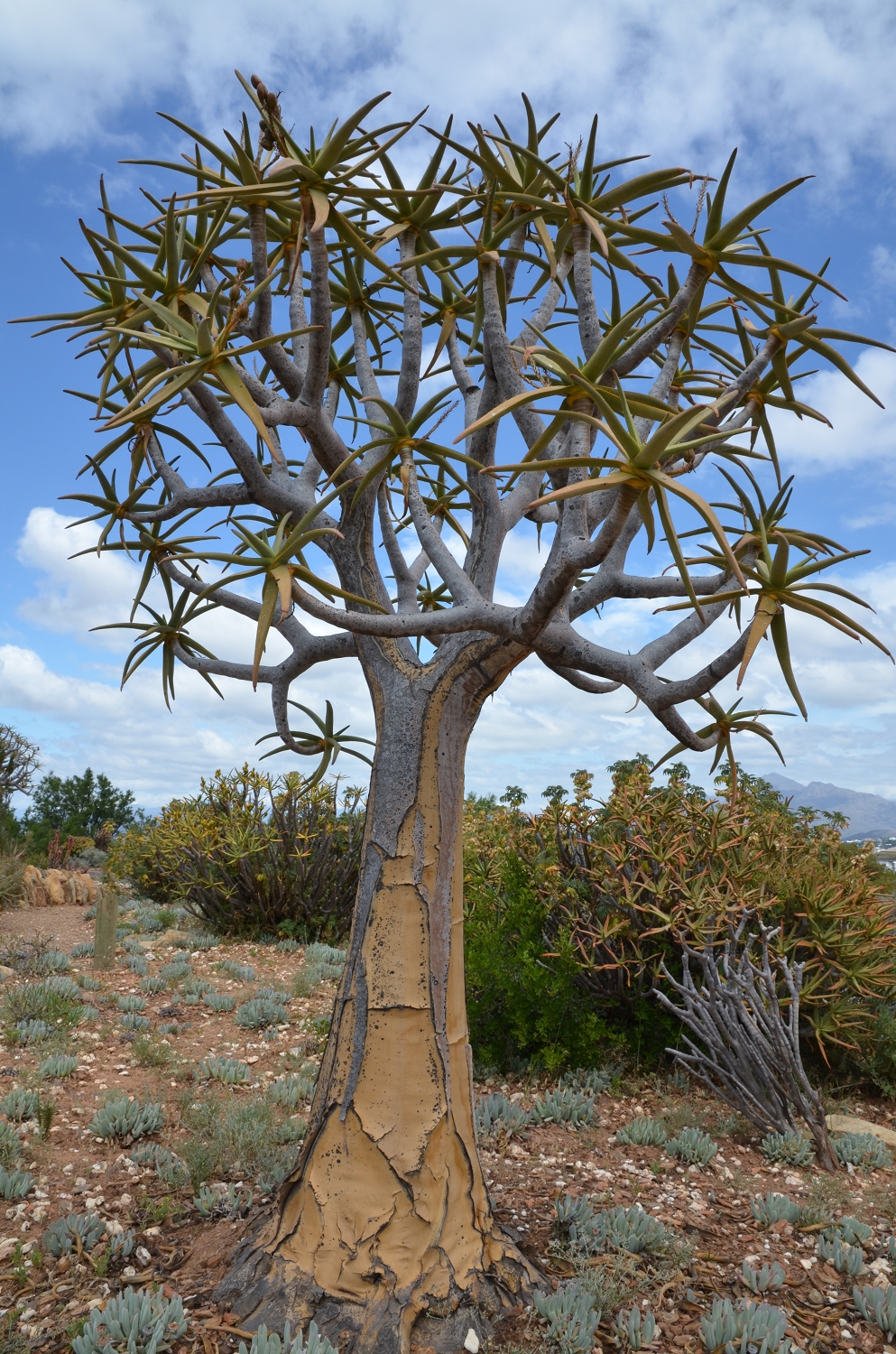 Afrique du Sud