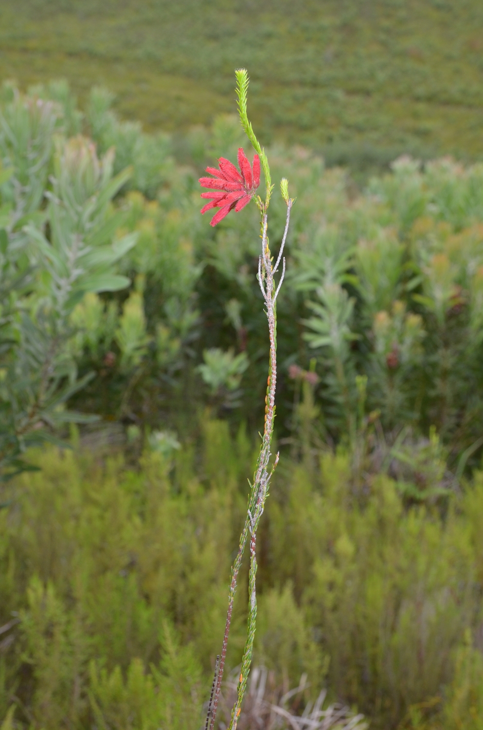 Afrique du Sud