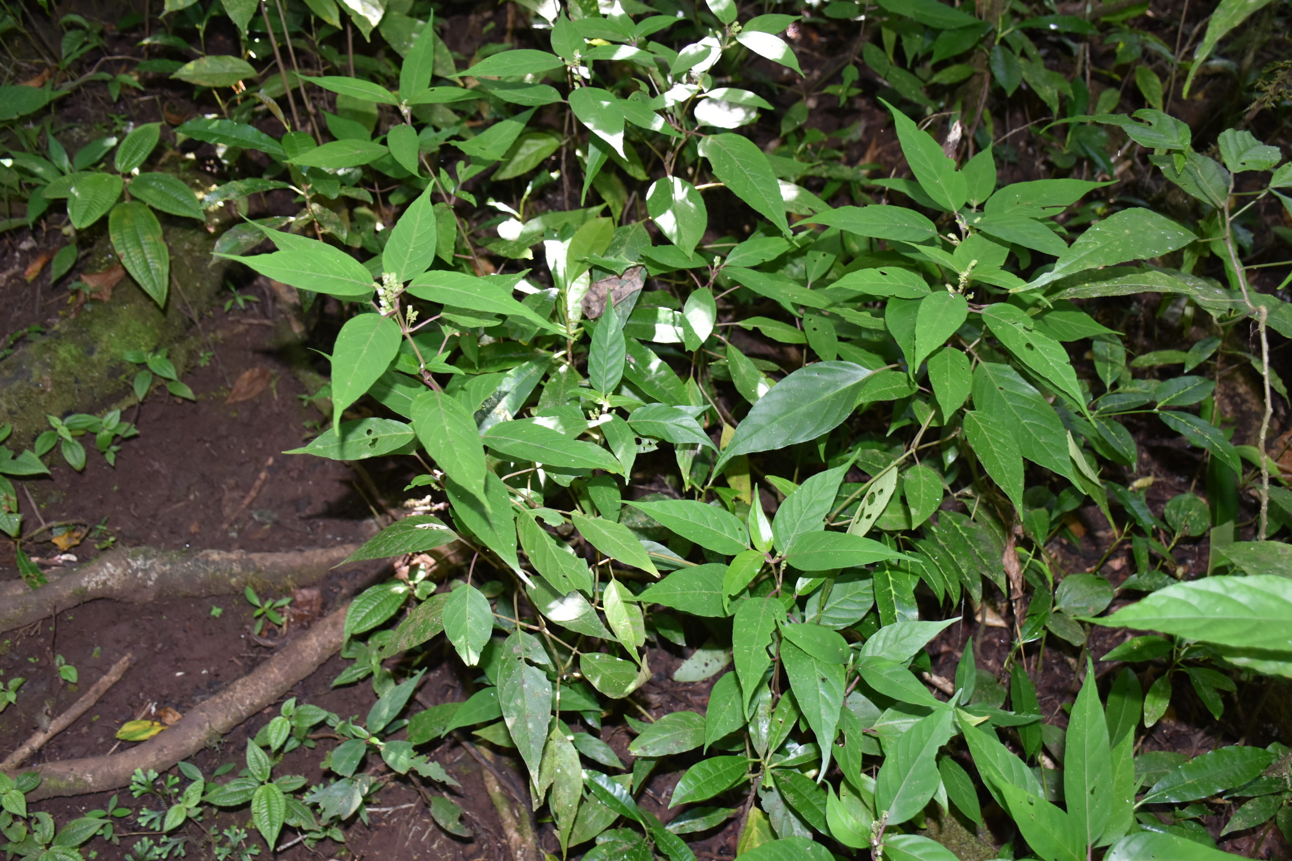 Mayotte