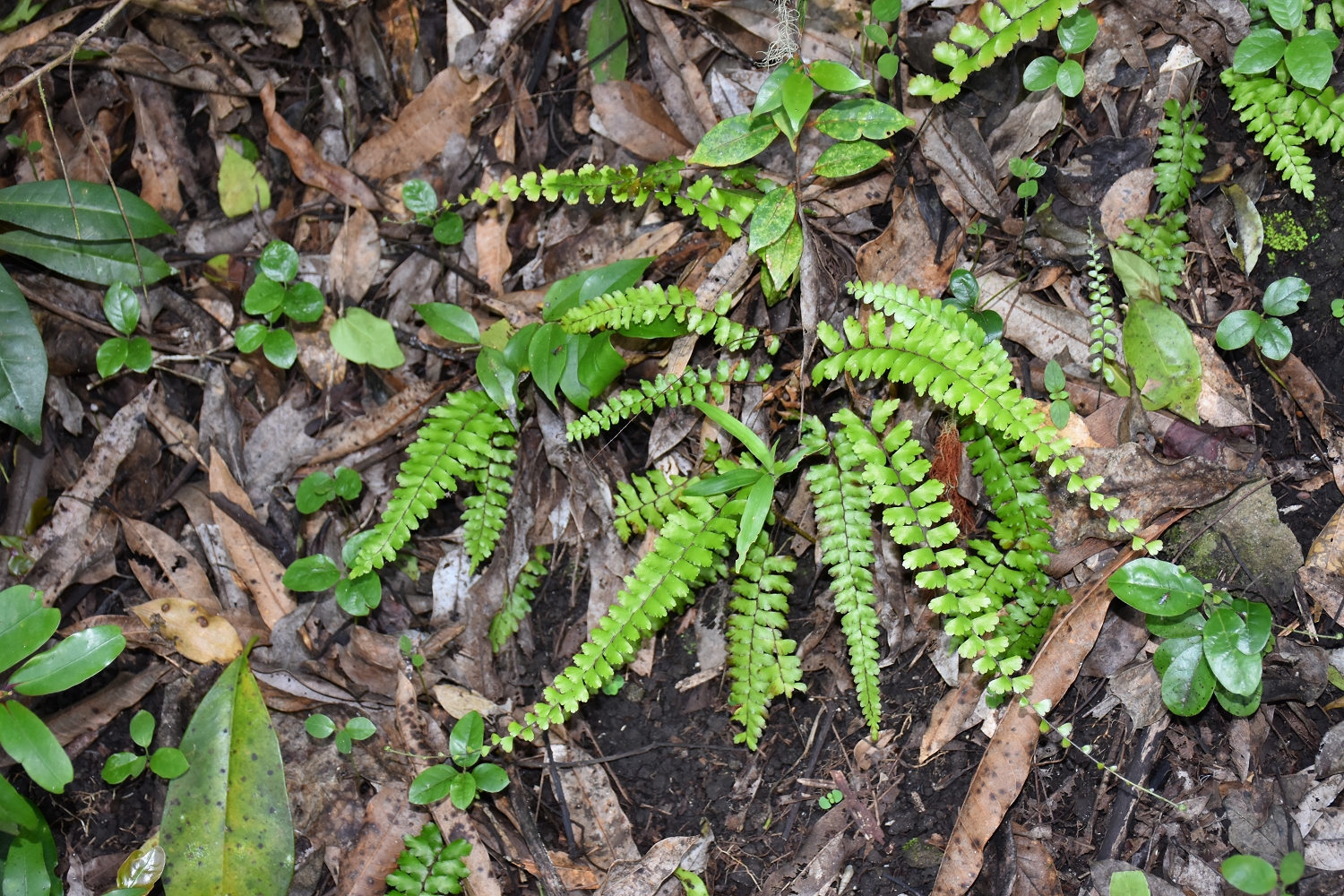 Mayotte