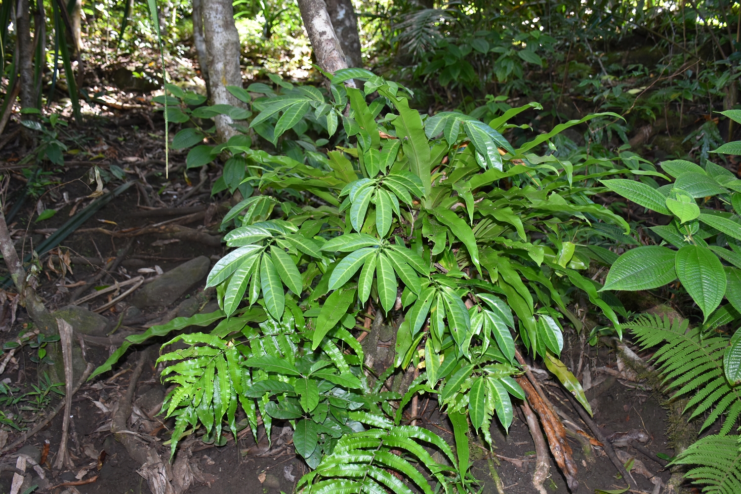 Mayotte