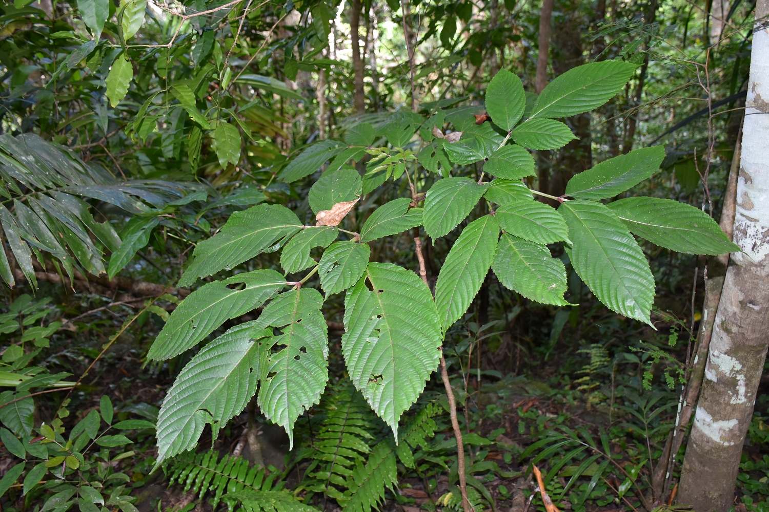 Mayotte