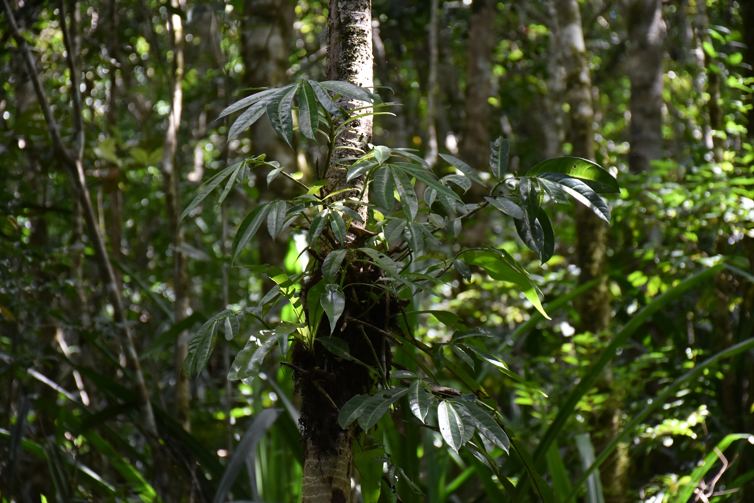 Mayotte